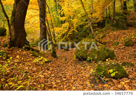 Scenic landscape of autumn forest Scenic landscape of autumn forest 34657779