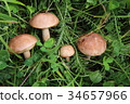 Boletus in the grass in the forest. Search and 34657966