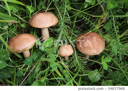 Boletus in the grass in the forest. Search and Boletus in the grass in the forest. Search and 34657966