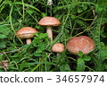 Boletus in the grass in the forest. Search and 34657974