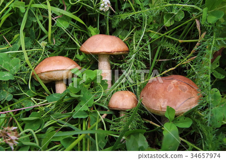 Boletus in the grass in the forest. Search and 34657974