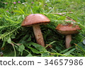 Boletus in the grass in the forest. Search and 34657986