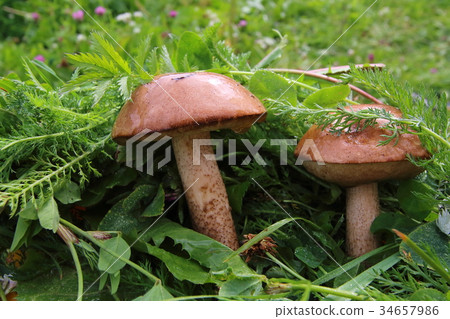 Boletus in the grass in the forest. Search and 34657986