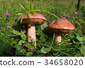 Boletus in the grass in the forest. Search and 34658020