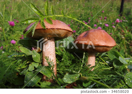 Boletus in the grass in the forest. Search and 34658020