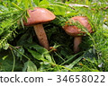 Boletus in the grass in the forest. Search and 34658022