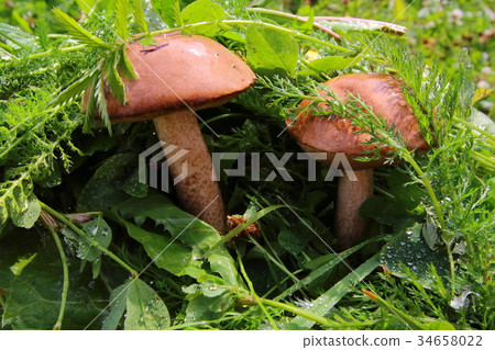 Boletus in the grass in the forest. Search and 34658022