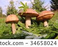 Boletus in the grass in the forest. Search and 34658024