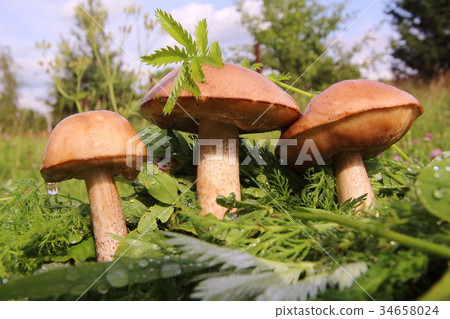 Boletus in the grass in the forest. Search and 34658024