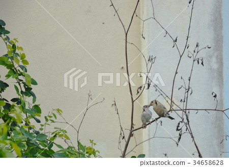 sparrow mother take care her baby by preening  34658628