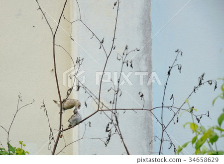 sparrow mother feeding her baby while fly training sparrow mother feeding her baby while fly training 34658629