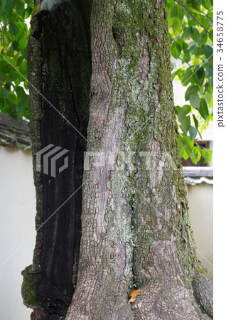 Imperial persimmon 34658775