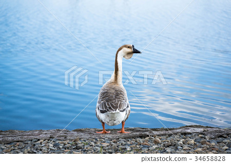 Flying squirrel Flying squirrel 34658828