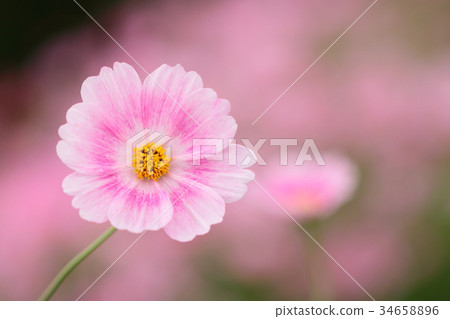 Cosmos 34658896