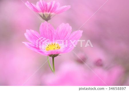 Cosmos 34658897