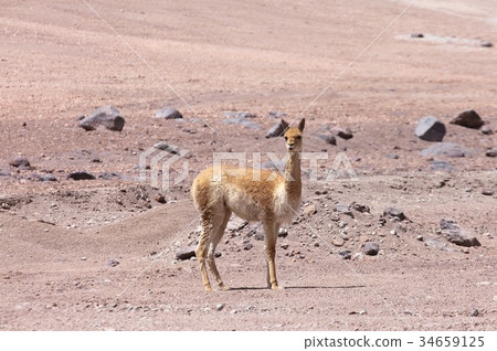 Wild Bicuna生活在智利北美洲阿塔卡馬高原荒涼的高山地區 Wild Bicuna生活在智利北美洲阿塔卡馬高原荒涼的高山地區 34659125