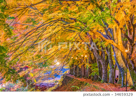 Maple Leaf Corridor Maple Leaf Corridor 34659329