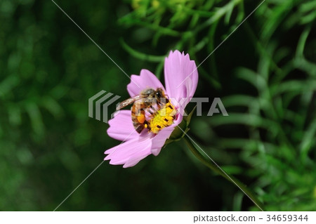 Cosmos and Western Bee 34659344