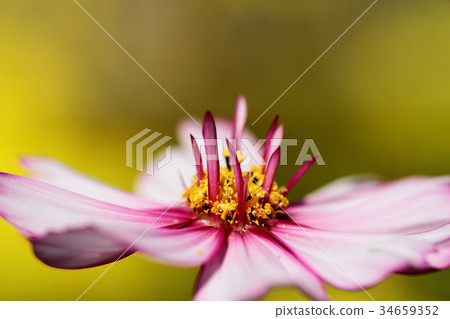 宇宙 宇宙 34659352