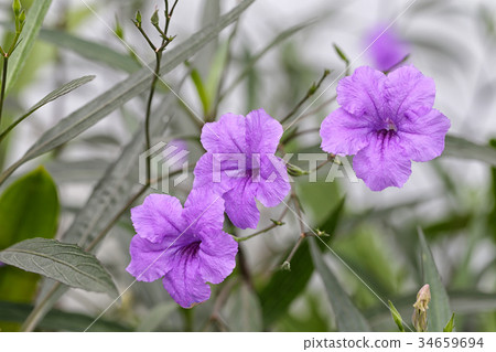 Purple flower of minnieroot or popping pod. 34659694