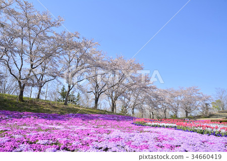 Michinoku Dori Lakeside Park 34660419
