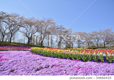 Michinoku Dori Lakeside Park Michinoku Dori Lakeside Park 34660420