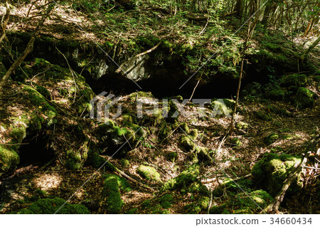 Mt.Fuji，Aokigahara Jukai 34660434