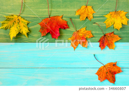 Maple leaves fall 34660807