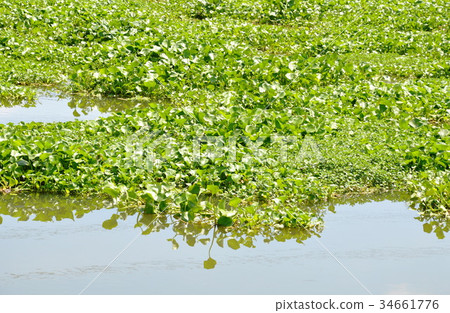 water hyacinth floating full on the canal water hyacinth floating full on the canal 34661776