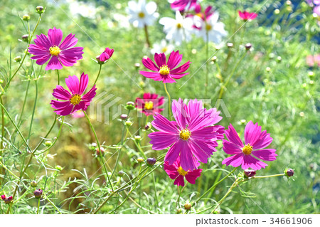 Cosmos (fall cherry) 34661906