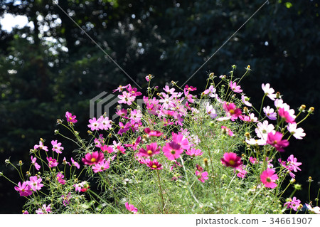 Cosmos (fall cherry) 34661907