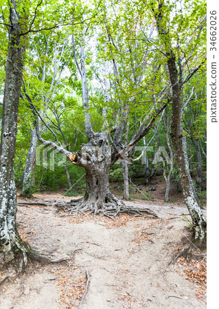 bizarre tree in woods in Haphal Gorge in Crimea 34662026