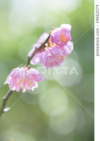 盛開的梅花背景與淡粉色的透明度,在春天的陽光下閃耀 盛開的梅花背景與淡粉色的透明度,在春天的陽光下閃耀 34662074