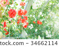 Rose garden arch (Rusticana Vine) 34662114