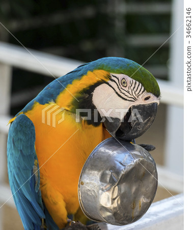 macaw enjoy 34662146