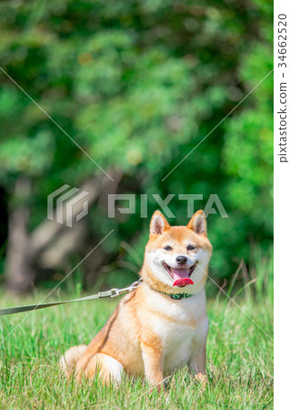 Shiba Inu on green background Domestic dog Japanese dog General dog Shiba Inu on green background Domestic dog Japanese dog General dog 34662520