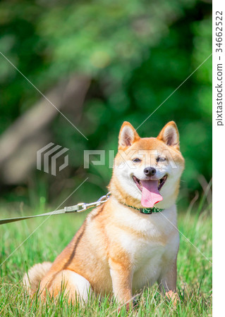 Shiba Inu on green background Domestic dog Japanese dog General dog 34662522