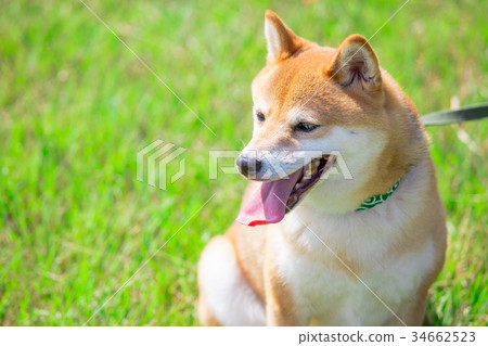 Shiba Inu on green background Domestic dog Japanese dog General dog 34662523