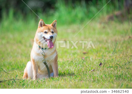 綠色背景的Shiba Inu家養的狗日本狗將軍狗 綠色背景的Shiba Inu家養的狗日本狗將軍狗 34662540