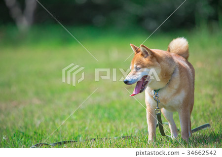 綠色背景的Shiba Inu家養的狗日本狗將軍狗 34662542