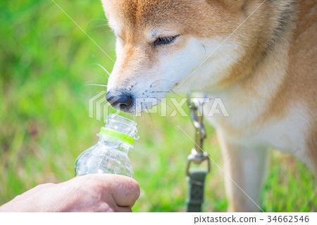 Shiba Inu On Green Background Domestic Dog Stock Photo Shiba Inu On Green Background Domestic Dog Stock Photo