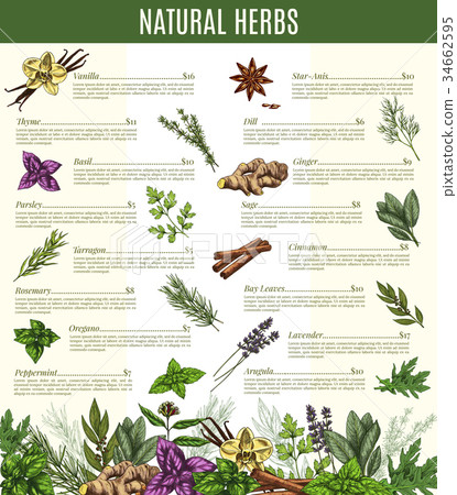 Vector menu of spices and herbs seasonings sketch Vector menu of spices and herbs seasonings sketch 34662595