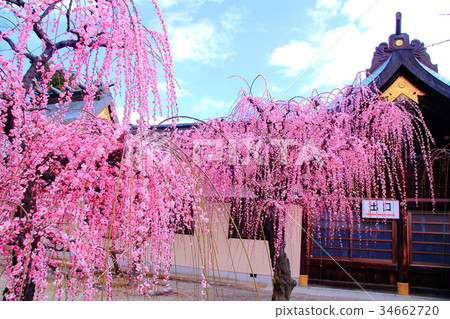 Yuki Shrine（三重縣津市）地面垂落的梅花 34662720