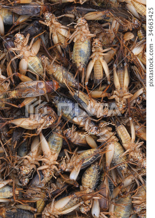 dead cricket (gryllus) tropical insects dead cricket (gryllus) tropical insects 34663425