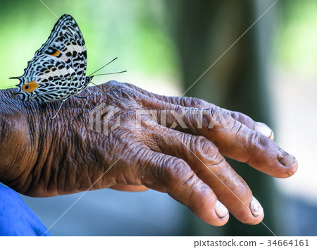 Butterfly sitting on Hand of old man Butterfly sitting on Hand of old man 34664161