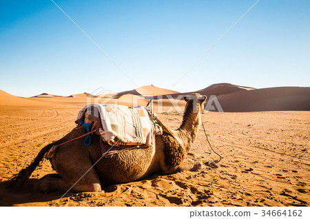 Camel in front of dunes in the desert of Morocco 34664162