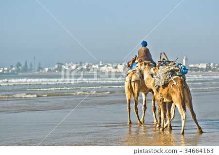 Camels by the beach of Essauira in Morocco 34664163