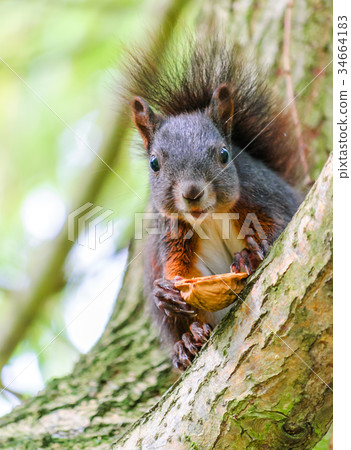 Squirrel eating walnut in Germany 34664183
