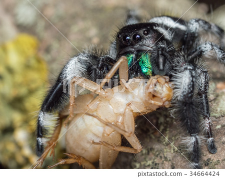 Phidippus regius adult feeding on a cricket 34664424