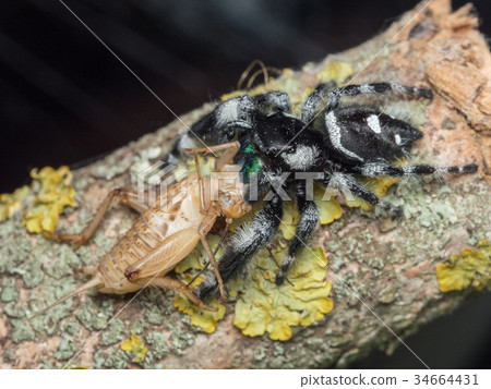 Phidippus regius adult feeding on a cricket Phidippus regius adult feeding on a cricket 34664431
